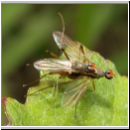 Cnodacophora compsobota - Stelzfliege 02.jpg